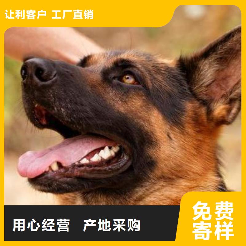 德国牧羊犬【罗威纳犬】好货直销