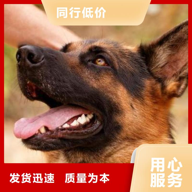 德国牧羊犬【罗威纳犬】售后服务完善