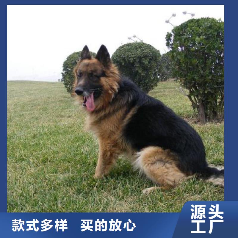 德国牧羊犬_杜高犬品牌专营