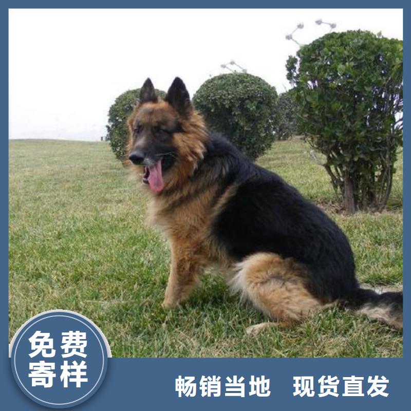 德国牧羊犬,【杜高犬】高性价比