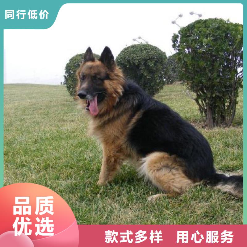 德国牧羊犬德牧犬省心又省钱