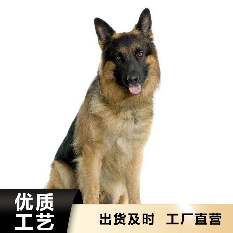 德国牧羊犬比特犬优质货源