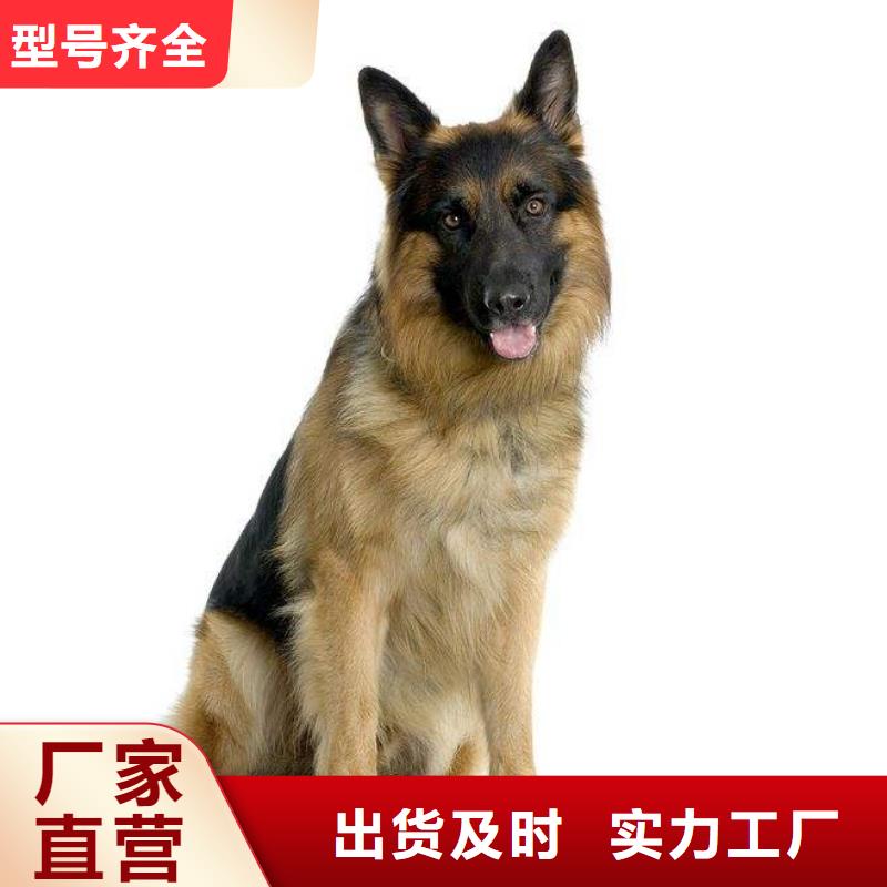 德国牧羊犬-拉布拉多犬货源直销