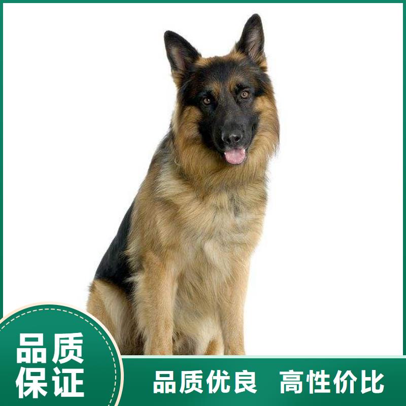 德国牧羊犬罗威纳犬支持定制