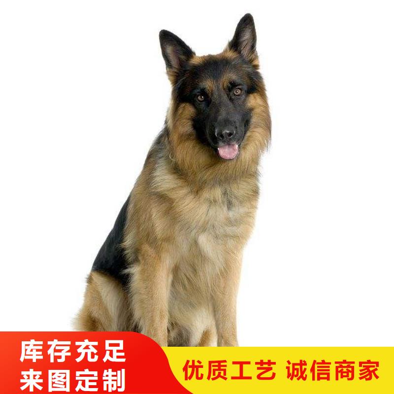 【德国牧羊犬】_德牧犬实力工厂