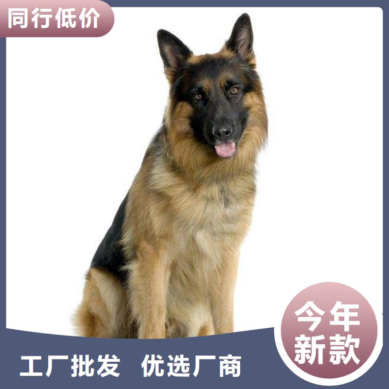 德国牧羊犬-马犬让利客户