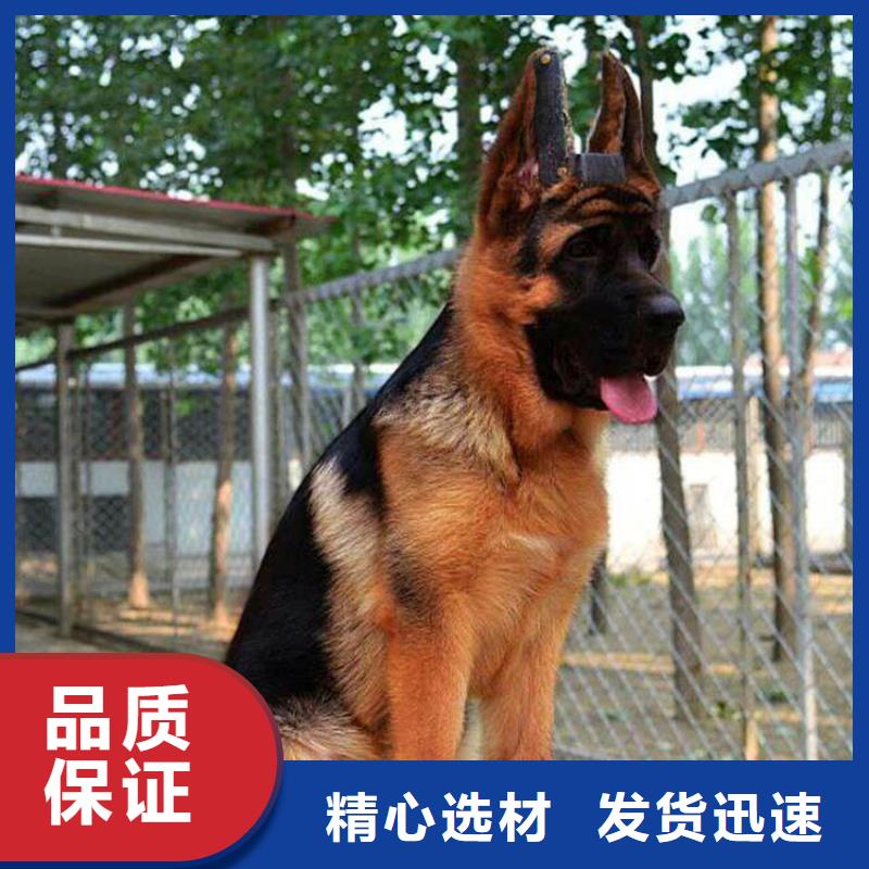 【德国牧羊犬德牧犬批发价格】