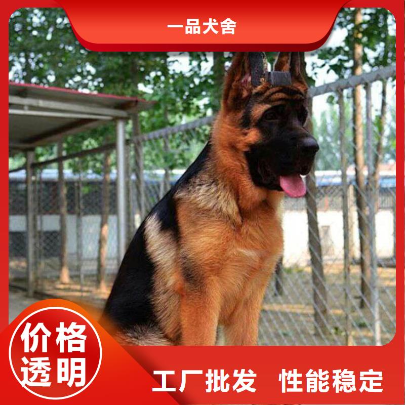 德国牧羊犬【罗威纳犬】售后服务完善