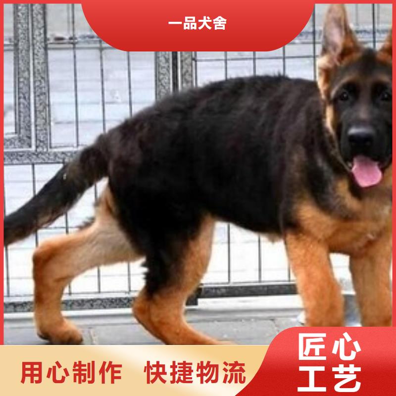 德国牧羊犬-拉布拉多犬货源直销