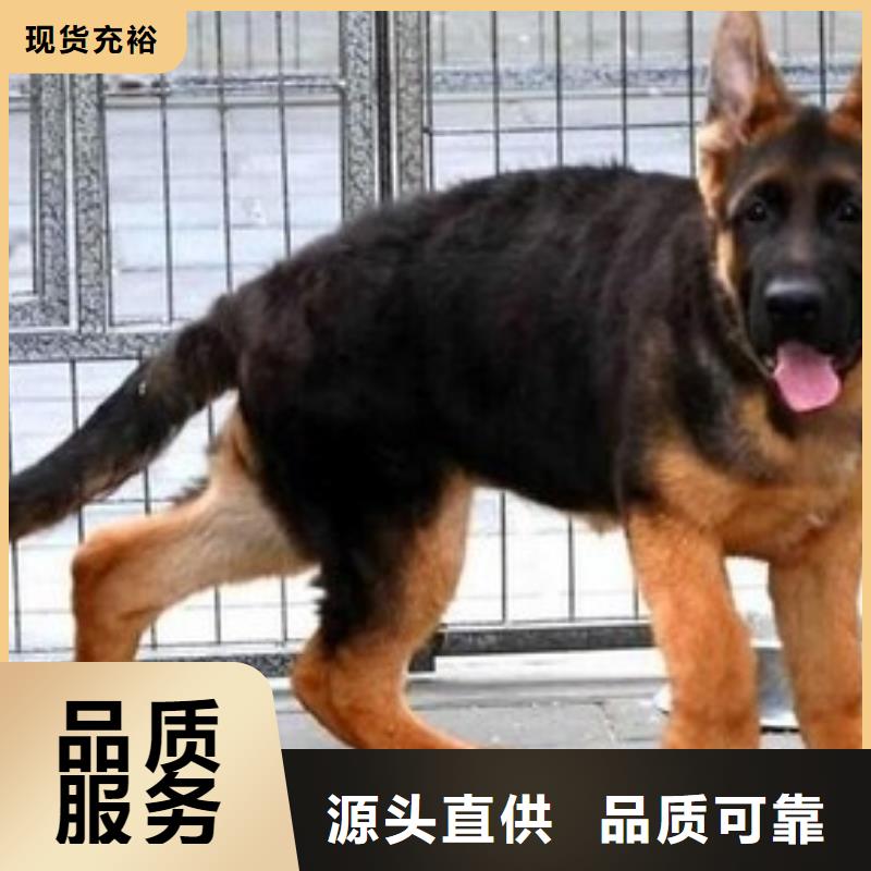 【德国牧羊犬】马犬严格把控每一处细节