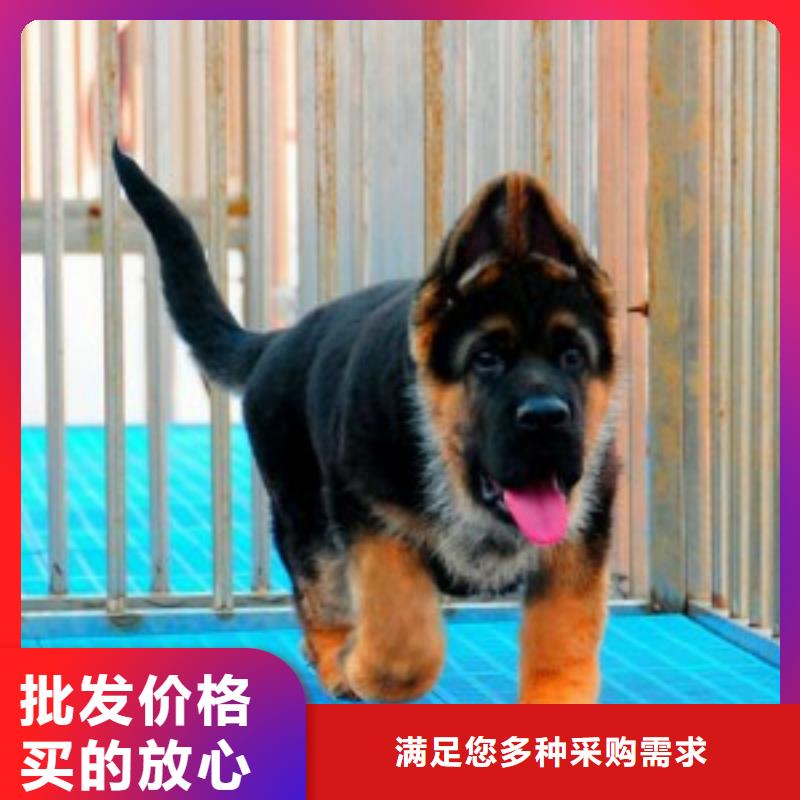 【德国牧羊犬卡斯罗犬质量上乘】