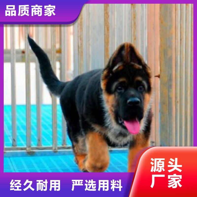 【德国牧羊犬卡斯罗犬贴心服务】