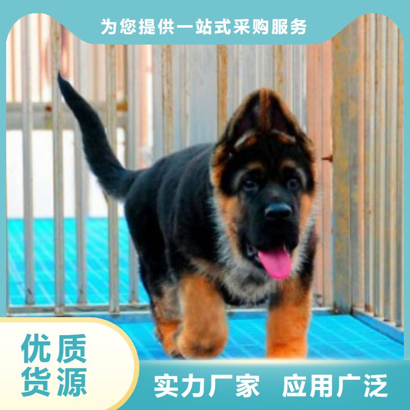 德国牧羊犬德牧犬省心又省钱