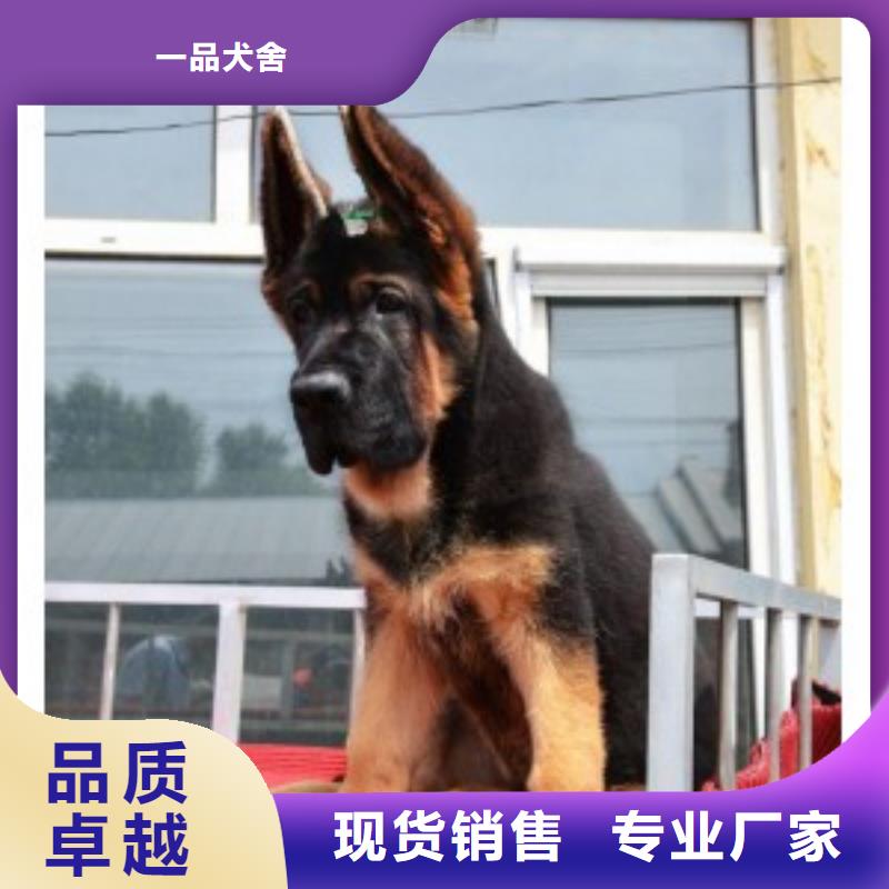 【德国牧羊犬_马犬实力厂家】