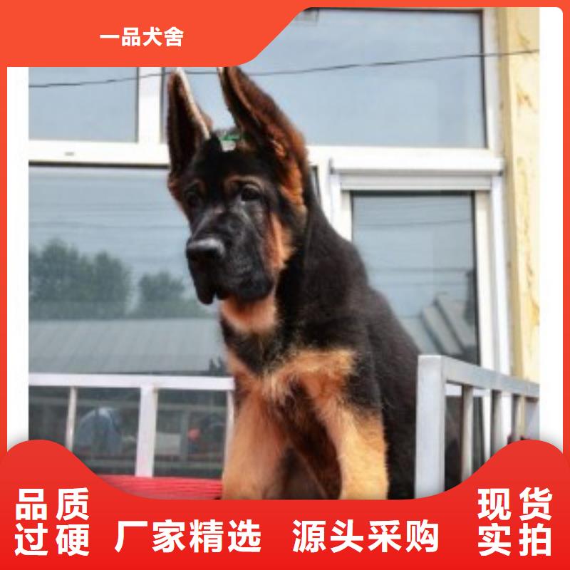 德国牧羊犬比特犬货源直供