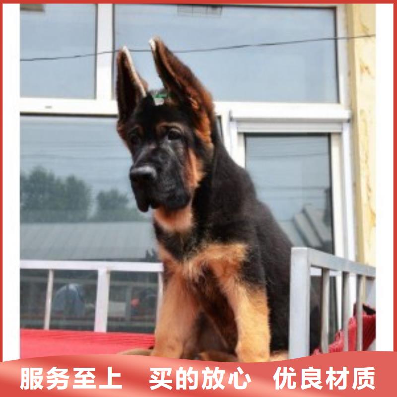 【德国牧羊犬德牧犬批发价格】