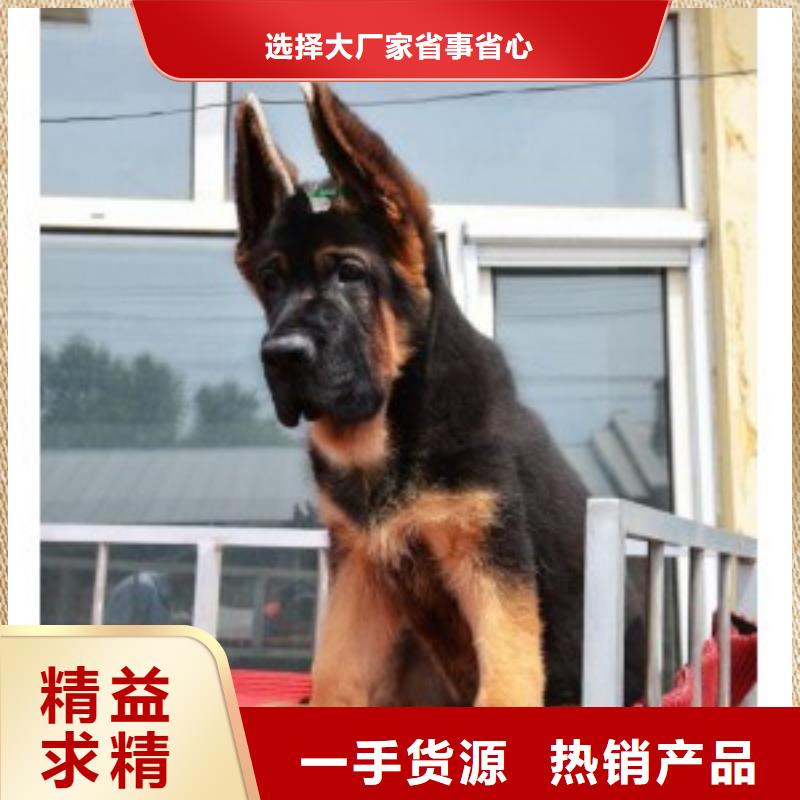 德国牧羊犬【罗威纳犬】售后服务完善