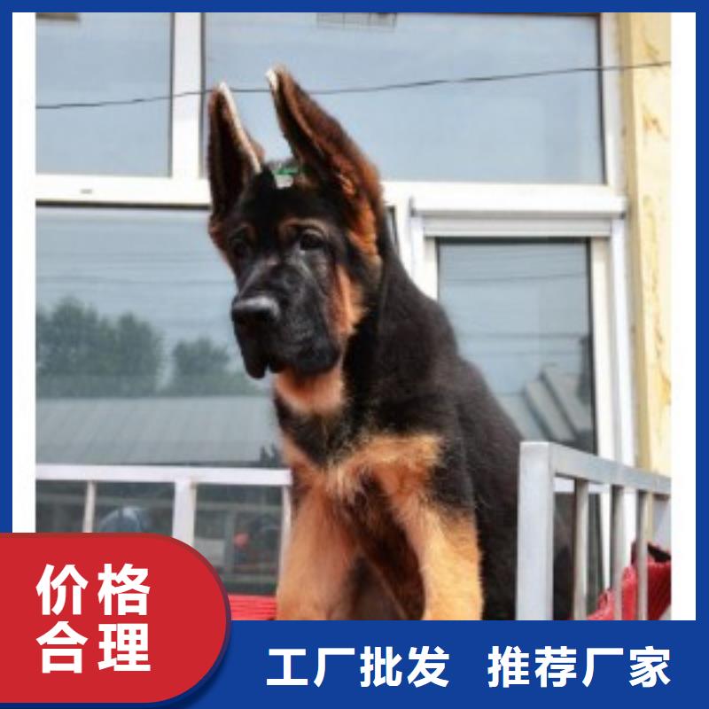 德国牧羊犬罗威纳犬闪电发货