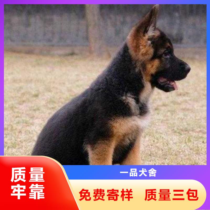 【德国牧羊犬德牧犬批发价格】