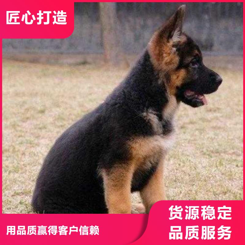 德国牧羊犬罗威纳犬真材实料