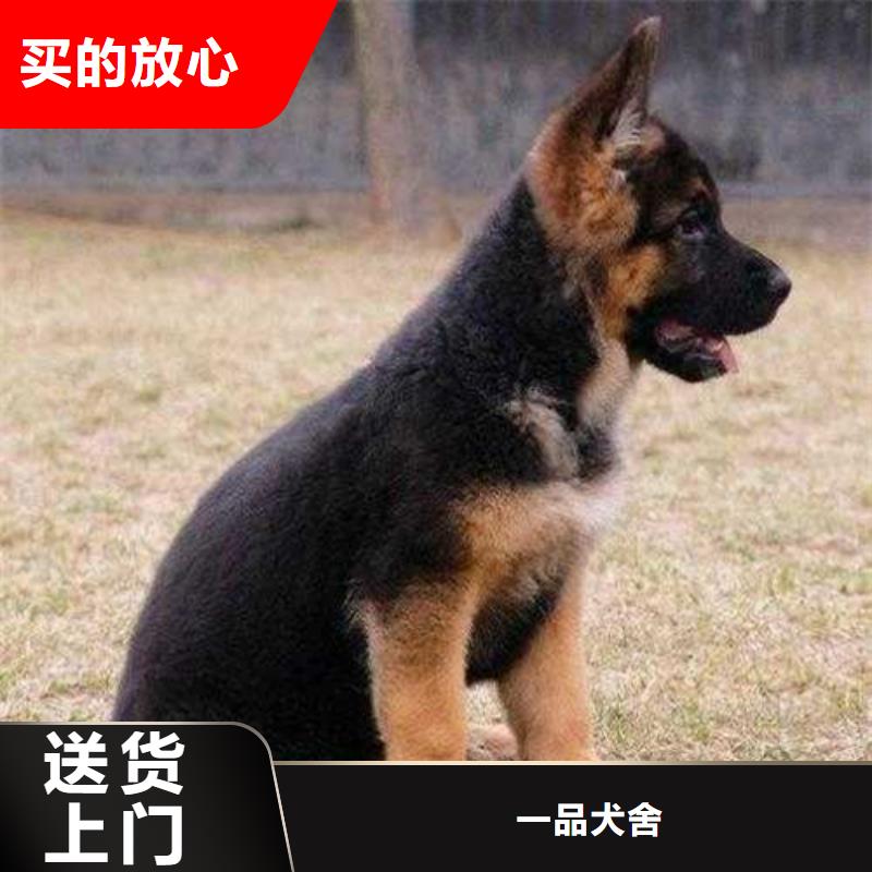 德国牧羊犬马犬客户满意度高