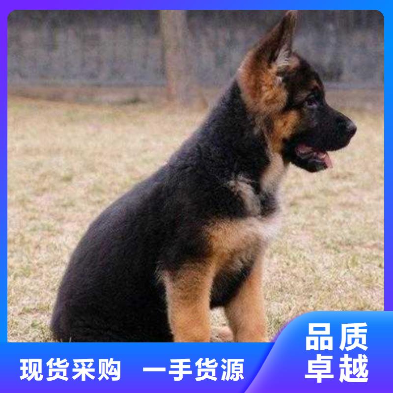 德国牧羊犬【罗威纳犬】售后服务完善