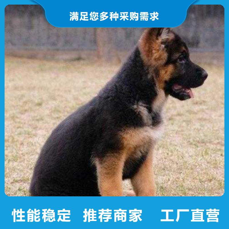 【德国牧羊犬_马犬实力厂家】