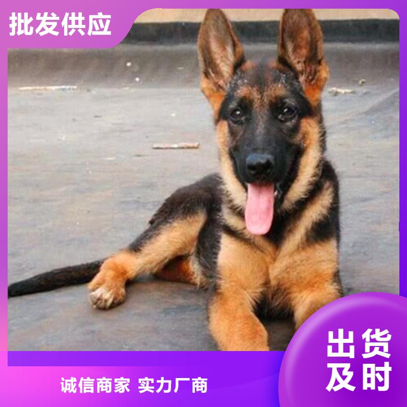 德国牧羊犬德牧犬省心又省钱