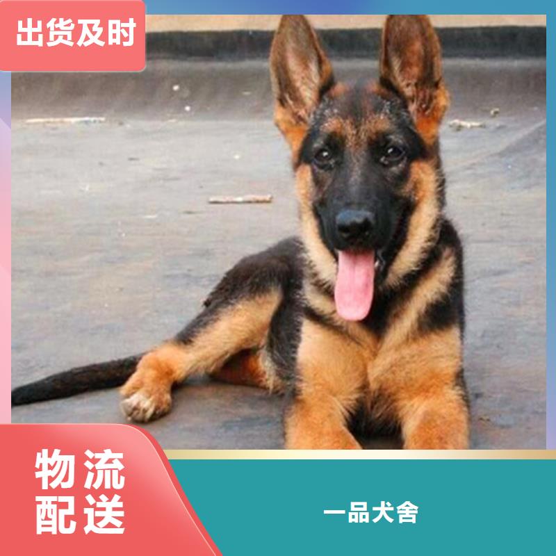 【德国牧羊犬卡斯罗犬贴心服务】