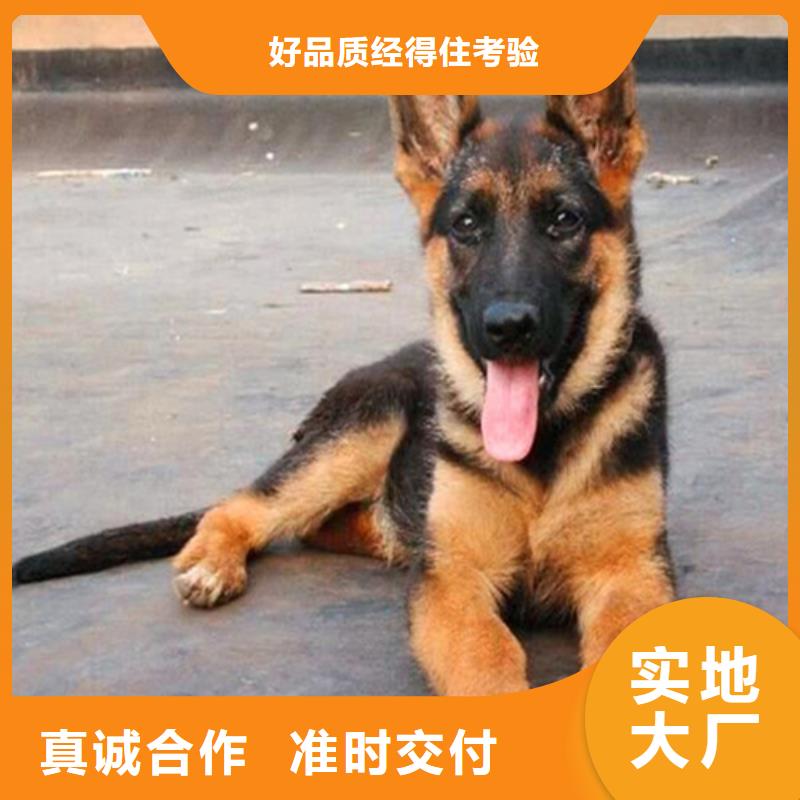 德国牧羊犬_卡斯罗犬实体厂家