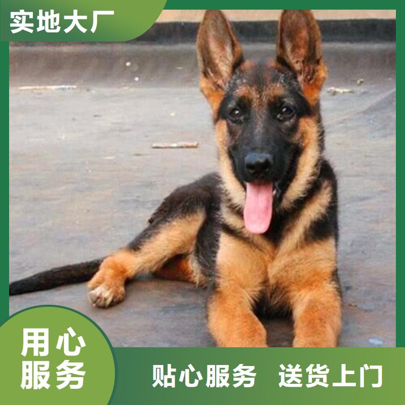 德国牧羊犬,拉布拉多犬质量为本