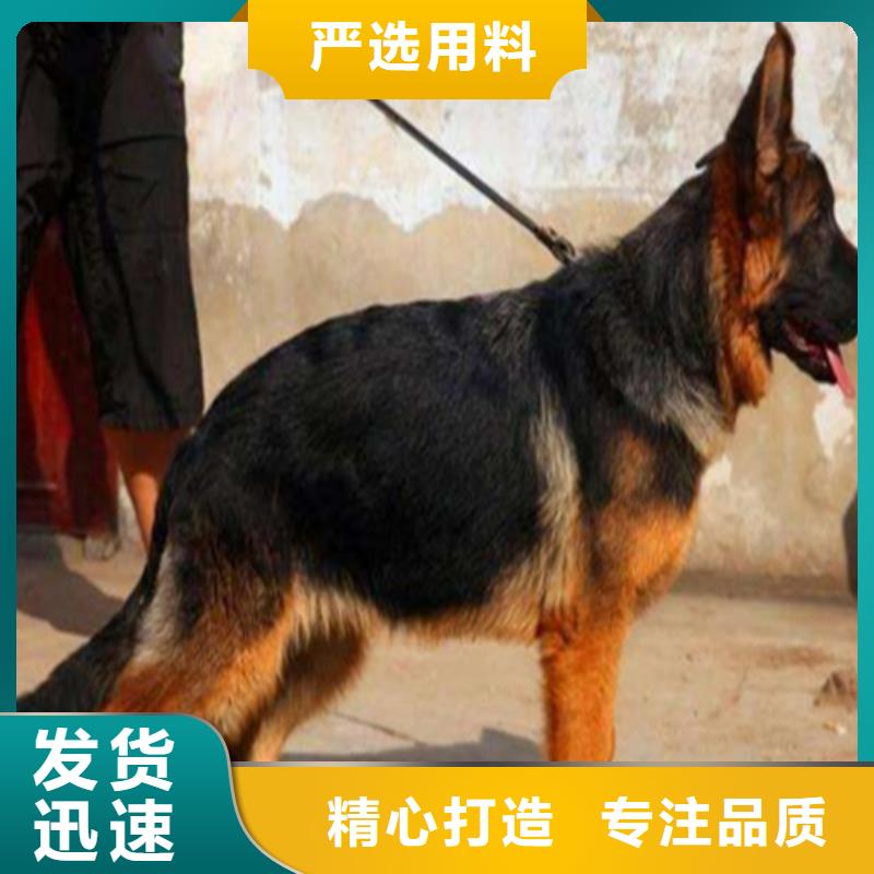 德国牧羊犬罗威纳犬闪电发货