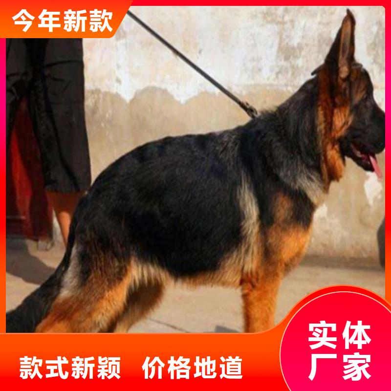 德国牧羊犬,【杜高犬】高性价比