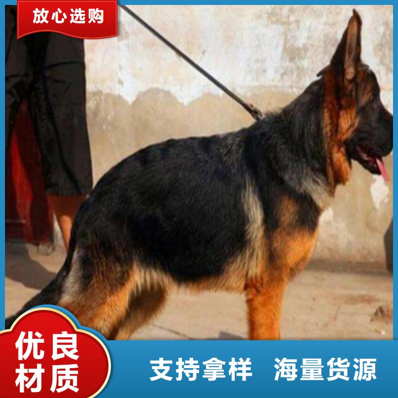 德国牧羊犬【德牧犬】厂家直销大量现货