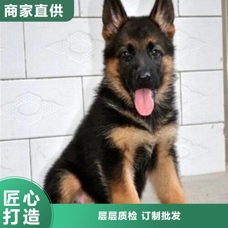 德国牧羊犬罗威纳犬厂家售后完善