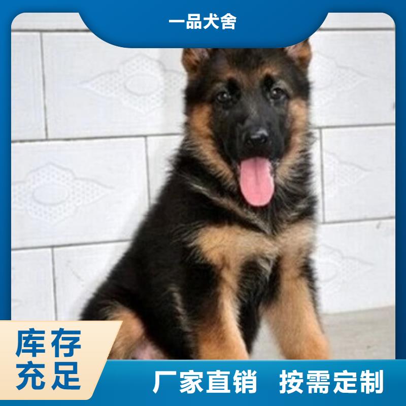 德国牧羊犬,拉布拉多犬质量为本