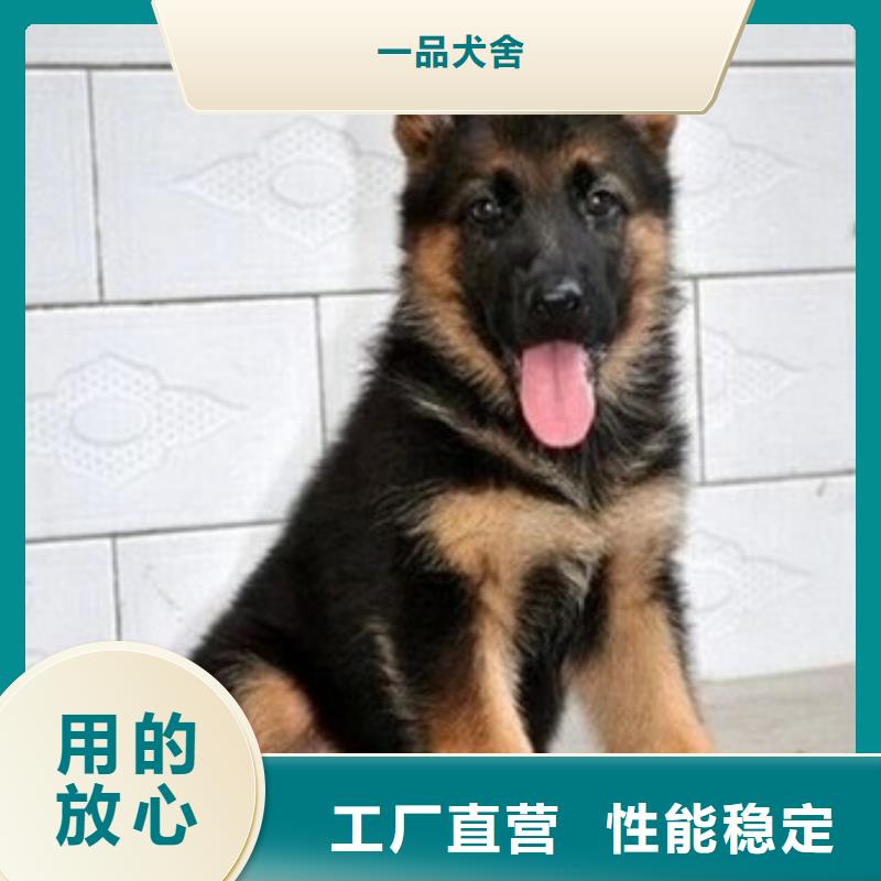 德国牧羊犬_卡斯罗犬实体厂家