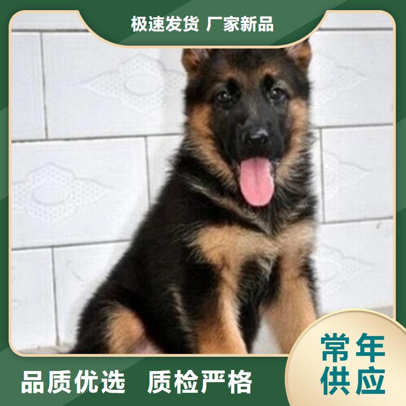 德国牧羊犬【德牧犬】厂家直销大量现货