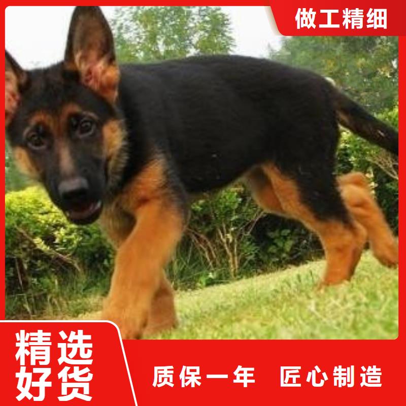 【德国牧羊犬_马犬实力厂家】