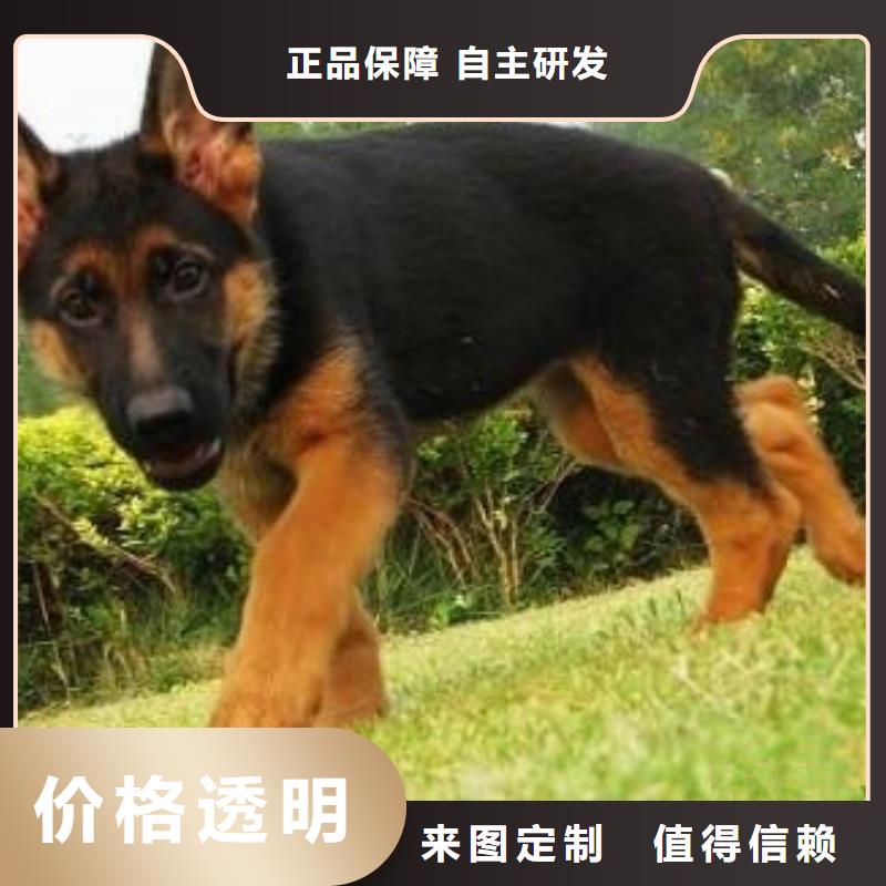 德国牧羊犬,黑狼质优价廉