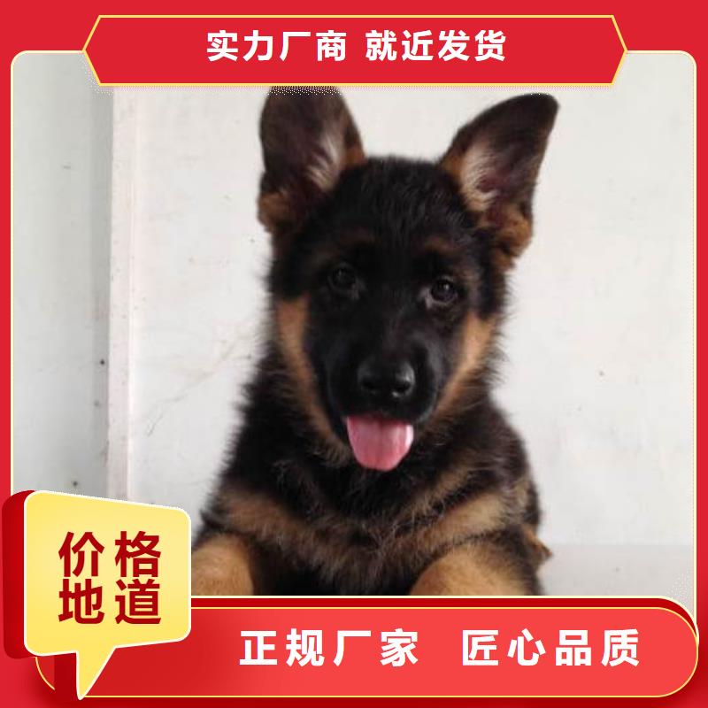 【德国牧羊犬卡斯罗犬贴心服务】