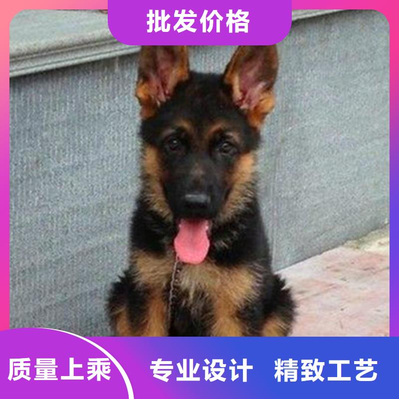 德国牧羊犬_德牧犬一站式供应厂家