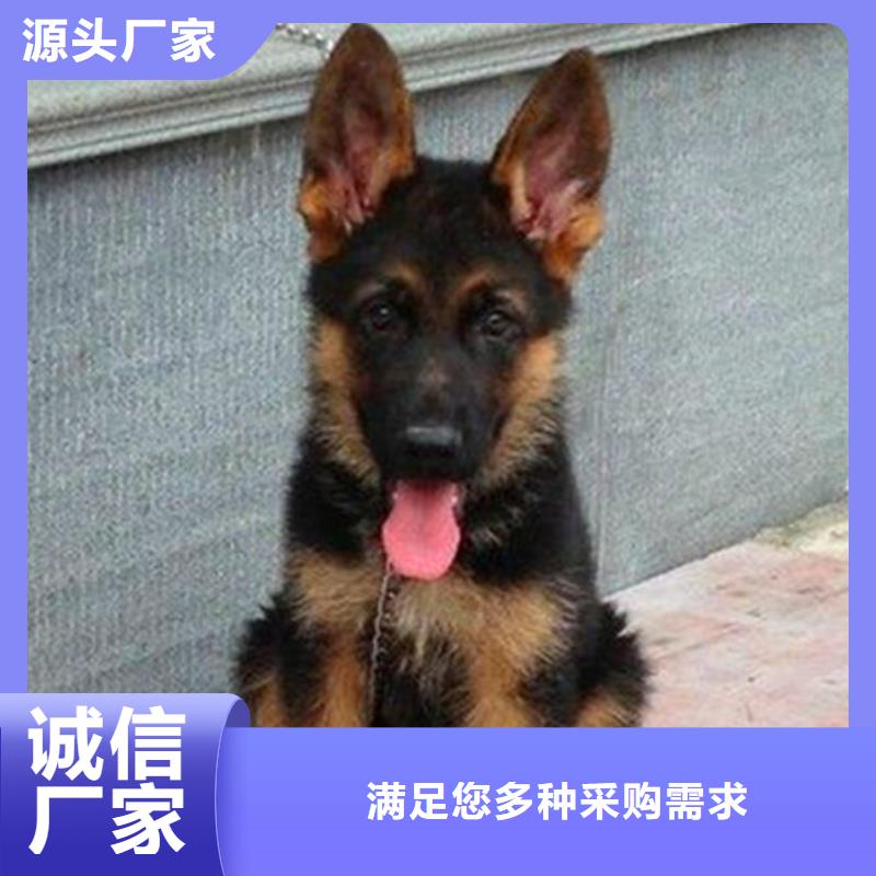 德国牧羊犬杜高犬诚信为本