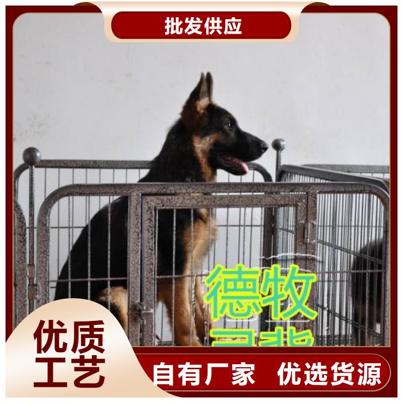 德国牧羊犬卡斯罗犬源头实体厂商