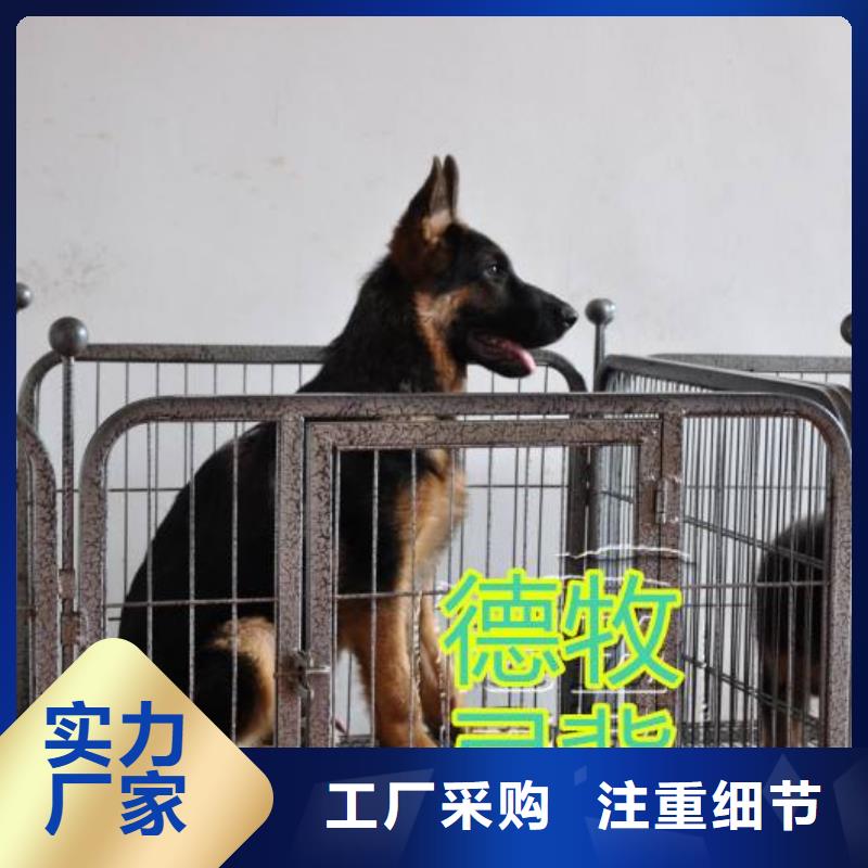 德国牧羊犬-卡斯罗犬用心经营