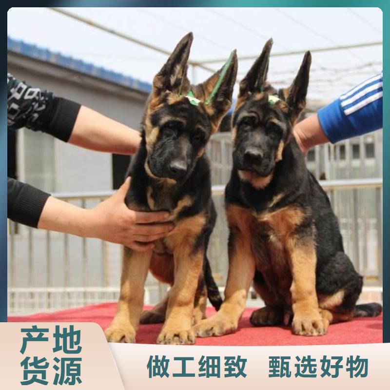 德国牧羊犬-拉布拉多犬货源直销