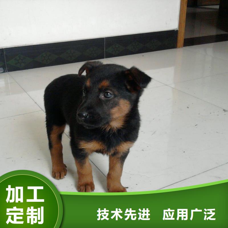 德国牧羊犬-卡斯罗犬用心经营