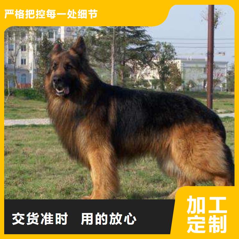 德国牧羊犬【高加索犬】保质保量