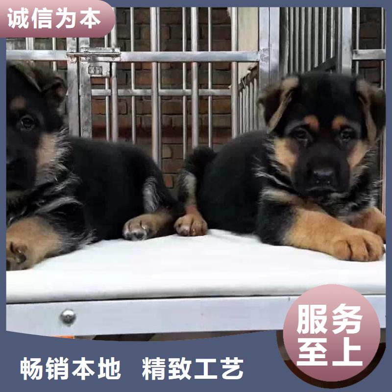 德国牧羊犬_德牧犬一站式供应厂家