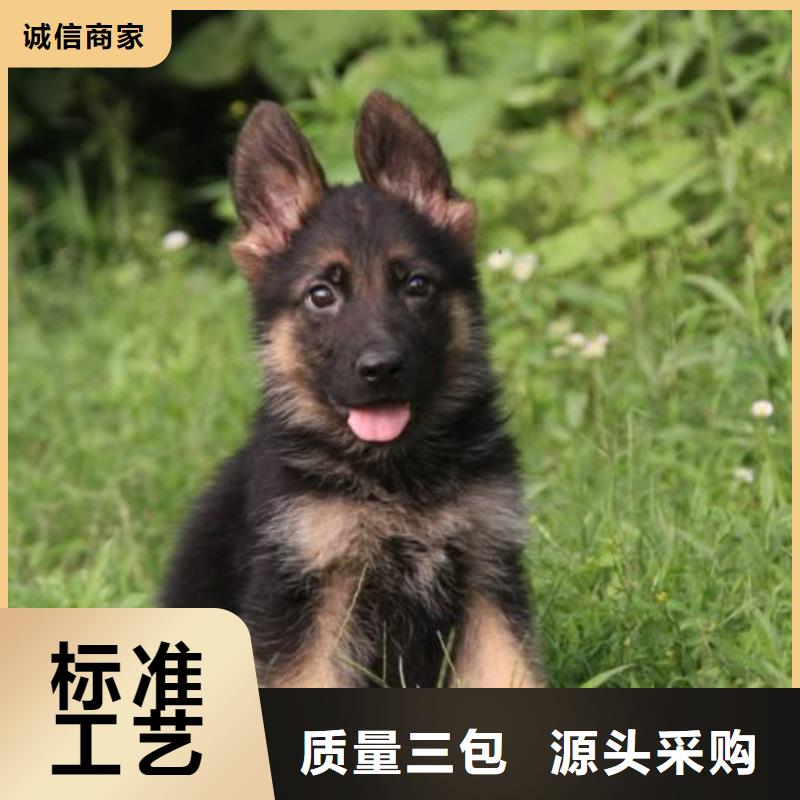 德国牧羊犬马犬畅销本地